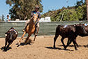 %_tempFileNameVPR_cow_sorting_June_2024-110%