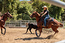 %_tempFileNameVPR_cow_sorting_June_2024-60%