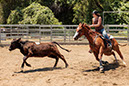 %_tempFileNameVPR_cow_sorting_June_2024-9%