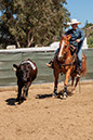 %_tempFileNameVPR_cow_sorting_June_2024-94%